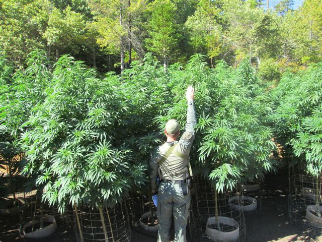 HC15-117 tall plants_1